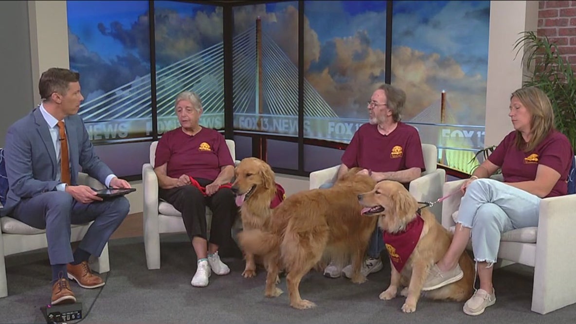 Citrus County rescue saving lives of Golden Retrievers